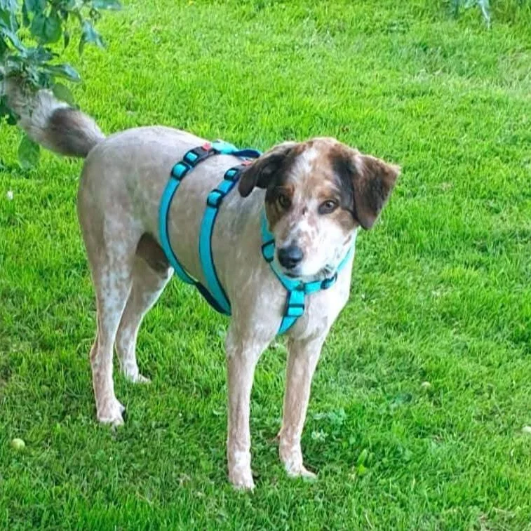 Benny